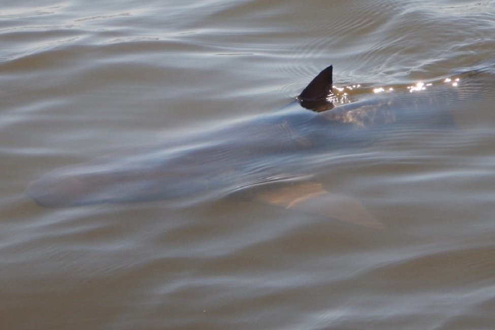 Florida’s Indian River Lagoon is a bull shark nursery habitat crucial to survival and recruitment of Atlantic coast bull sharks.